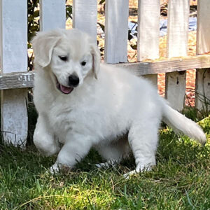 Reserved-Lexi