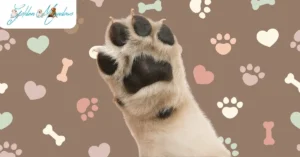 Protect Your Golden Retriever’s Paws from Hot Pavement in Arizona
