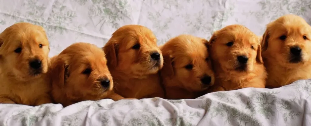 Purebred Golden Retriever Puppy Litter 4 Weeks Old