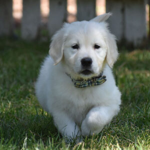 Jude