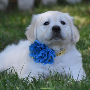Reserved-Lexi