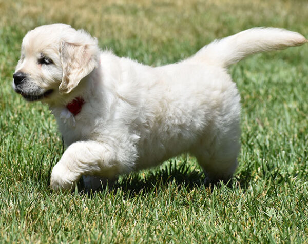 Daisy - Image 10