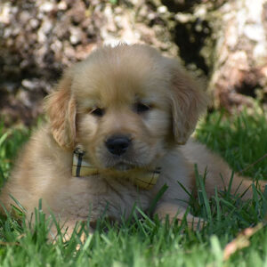 Reserved-Charlie