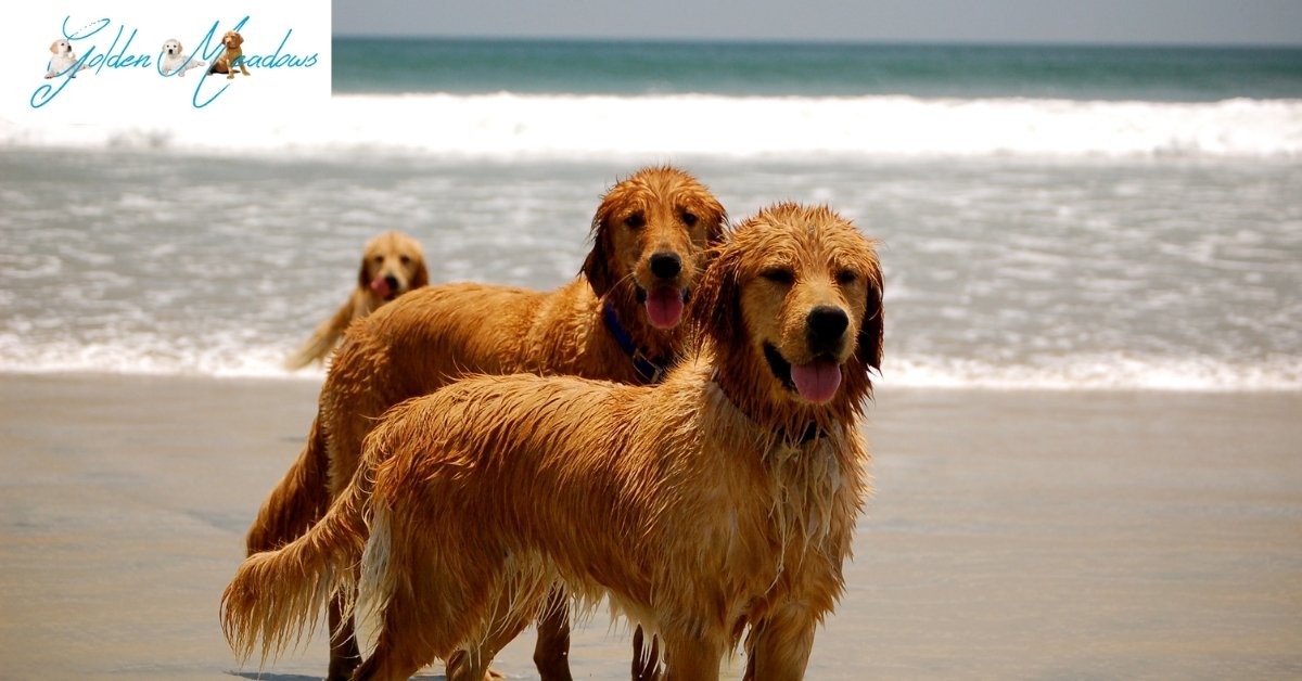 Are Golden Retrievers Good Beach Dogs