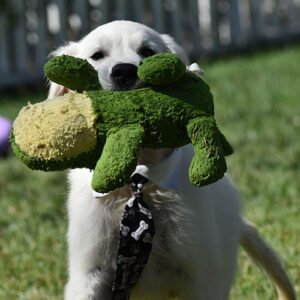 Fred