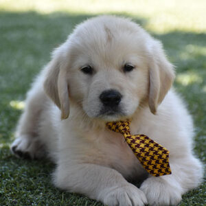 Dugan