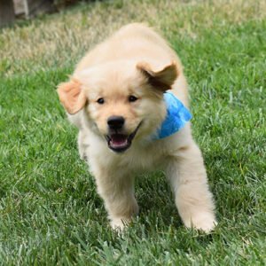 Elvis