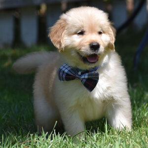 Elvis