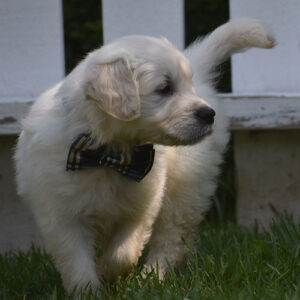 Fred
