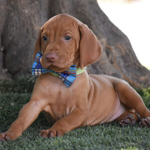 Reserved-Maverick