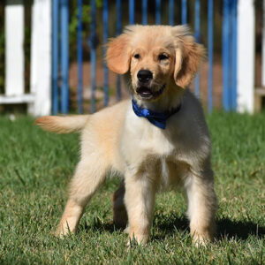 Elvis