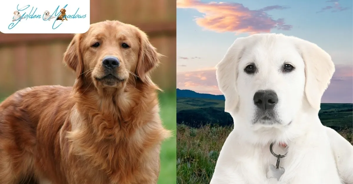 English Cream vs. American Golden Retrievers What’s the Difference