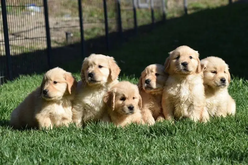 Golden Retriever Breeder in Carmel Valley California