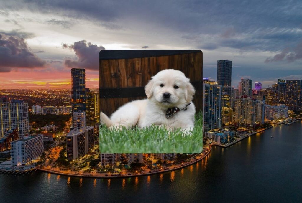 Golden Retriever Breeder in Miami FL