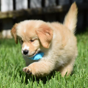 Mochi