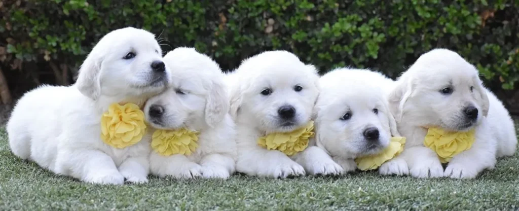 Purebred Golden Retriever Puppies 6 Weeks Old