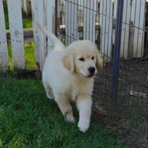 Grady