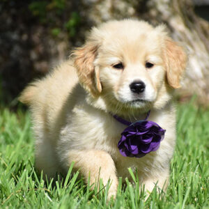 Maple