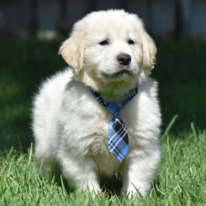 Reserved-Gage