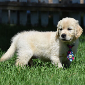 Grady