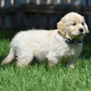 Reserved-Gunner