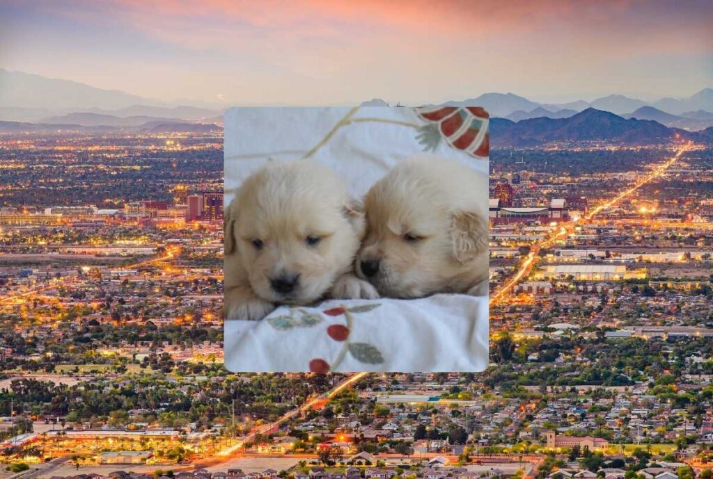 Golden Retriever Breeder in Mesa Arizona