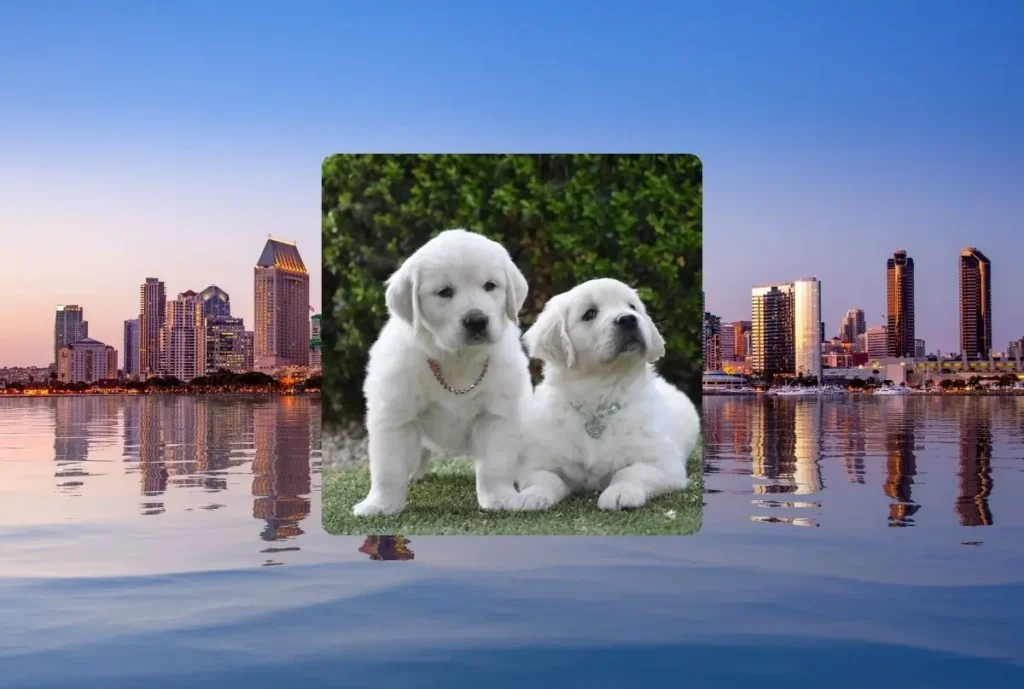 Golden Retriever Breeder in San Diego CA