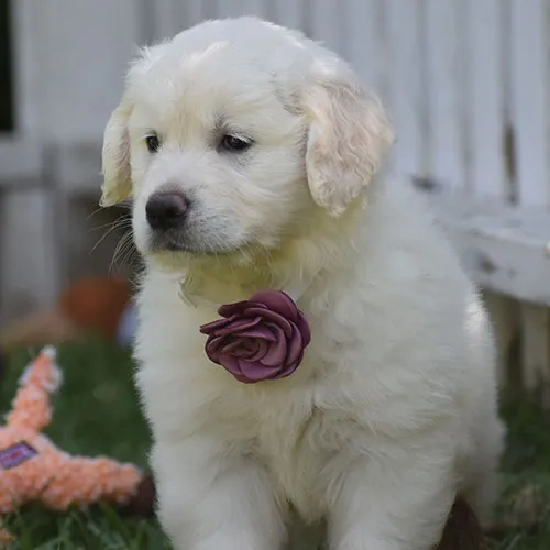 Golden Retriever Breeder in San Diego