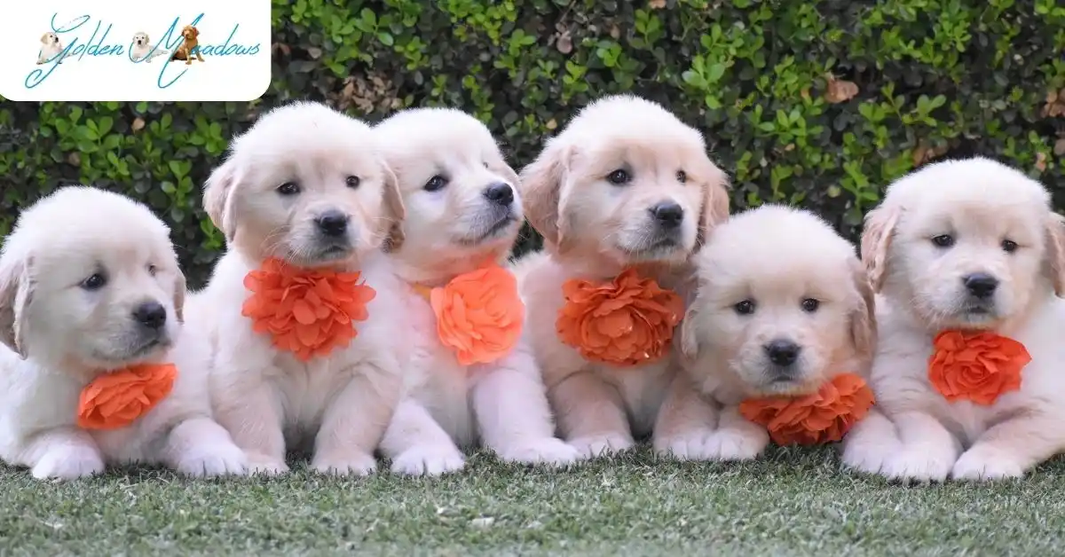 How to Train a Golden Retriever Puppy