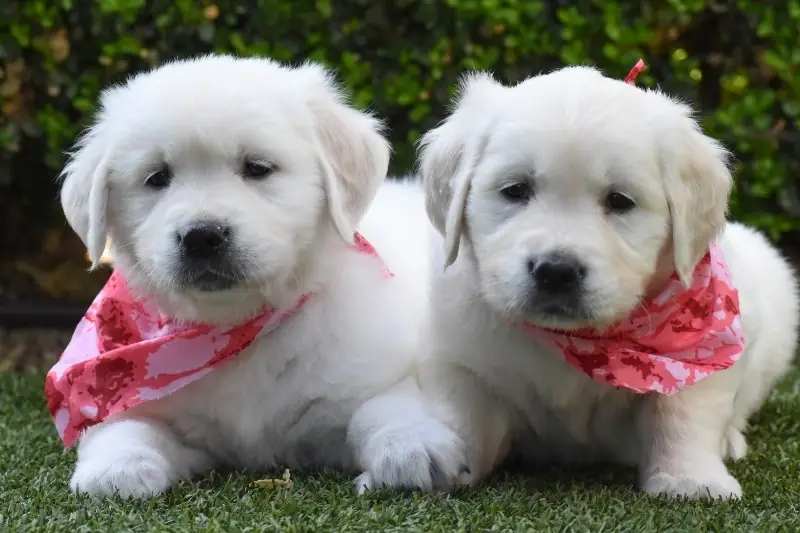 Golden Retriever Breeder Santa Clara