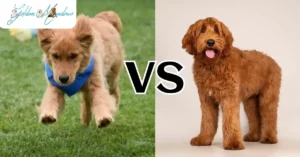 Golden Retriever vs. Other Popular Breeds