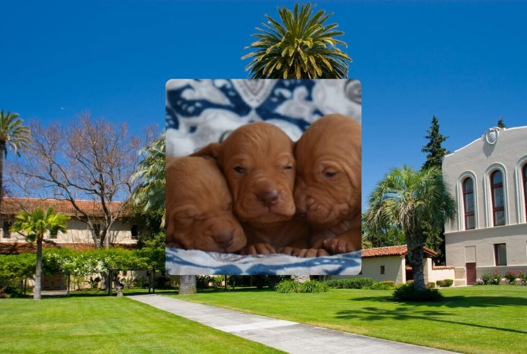 Santa Clara CA Golden Retriever Breeders