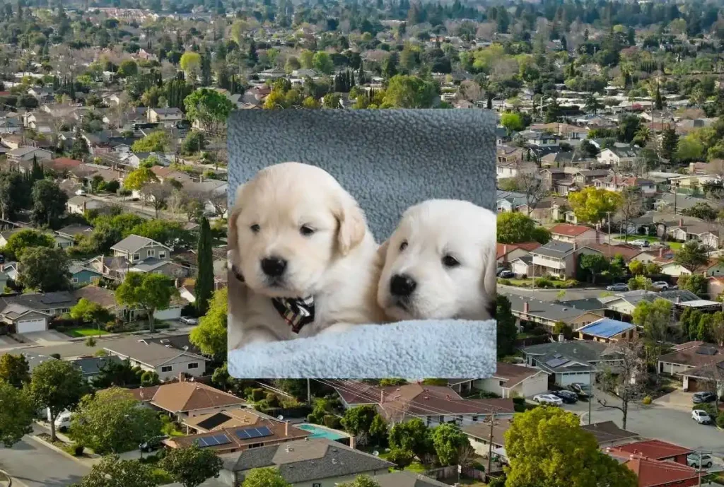 Sunnyvale CA Golden Retriever Breeders