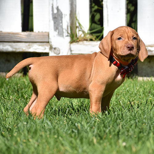 Reserved-Harvey - Image 7