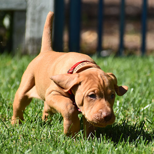 Reserved-Harvey - Image 2