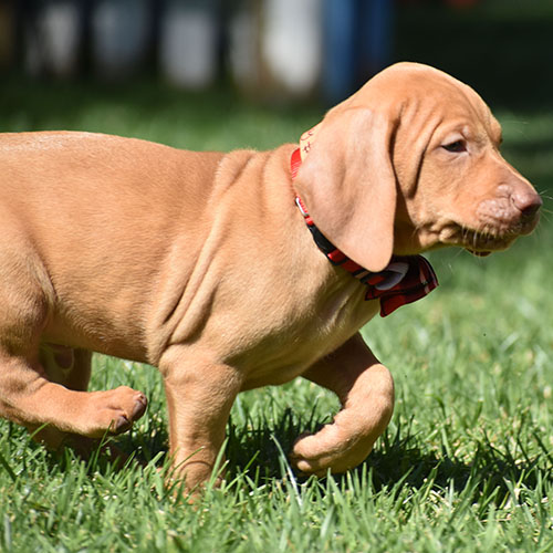 Reserved-Harvey - Image 3