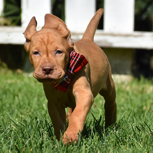 Reserved-Harvey - Image 4