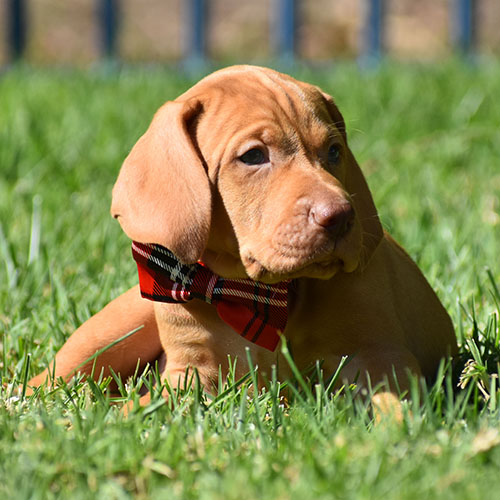 Reserved-Harvey - Image 8