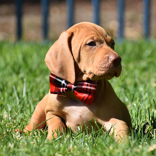 Reserved-Harvey - Image 10