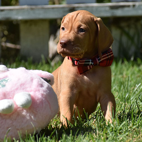 Reserved-Harvey - Image 15