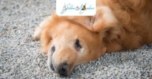 Early Sick Symptoms Of Golden Retrievers What A Puppy Owner Should Know