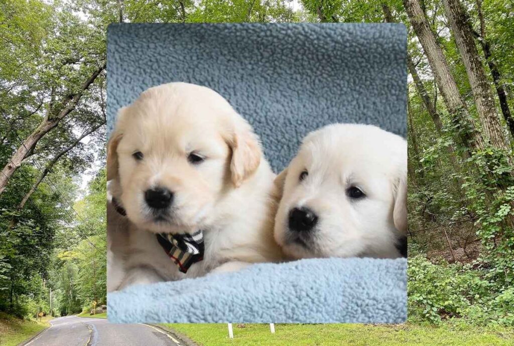 Golden Retriever Breeder Brookville New York