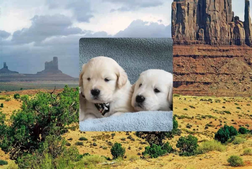 Golden Retriever Breeders Paradise Valley Arizona