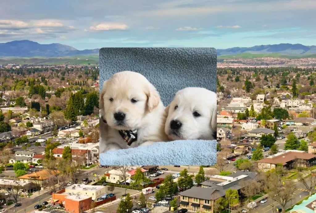 Golden Retriever Breeders in Pleasanton CA