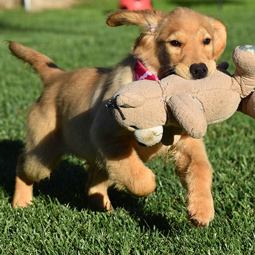 Reserved-Elsa - Image 3