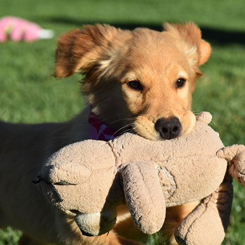 Reserved-Elsa - Image 4