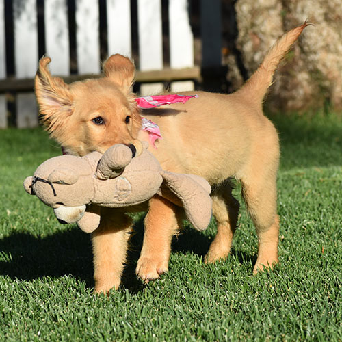 Reserved-Elsa - Image 2