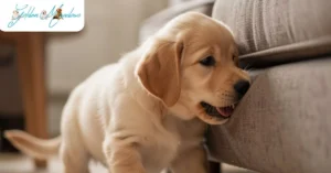How To Stop A Puppy From Chewing Furniture