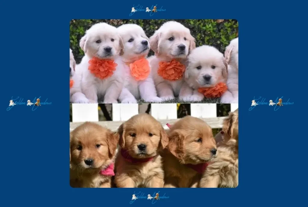Golden Retriever Breeder Santa Clarita California