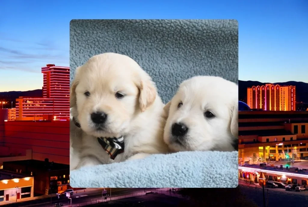 Golden Retriever Breeder in NV